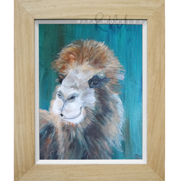 Framed Oil Painting by Rita Moseley - Mr Camel